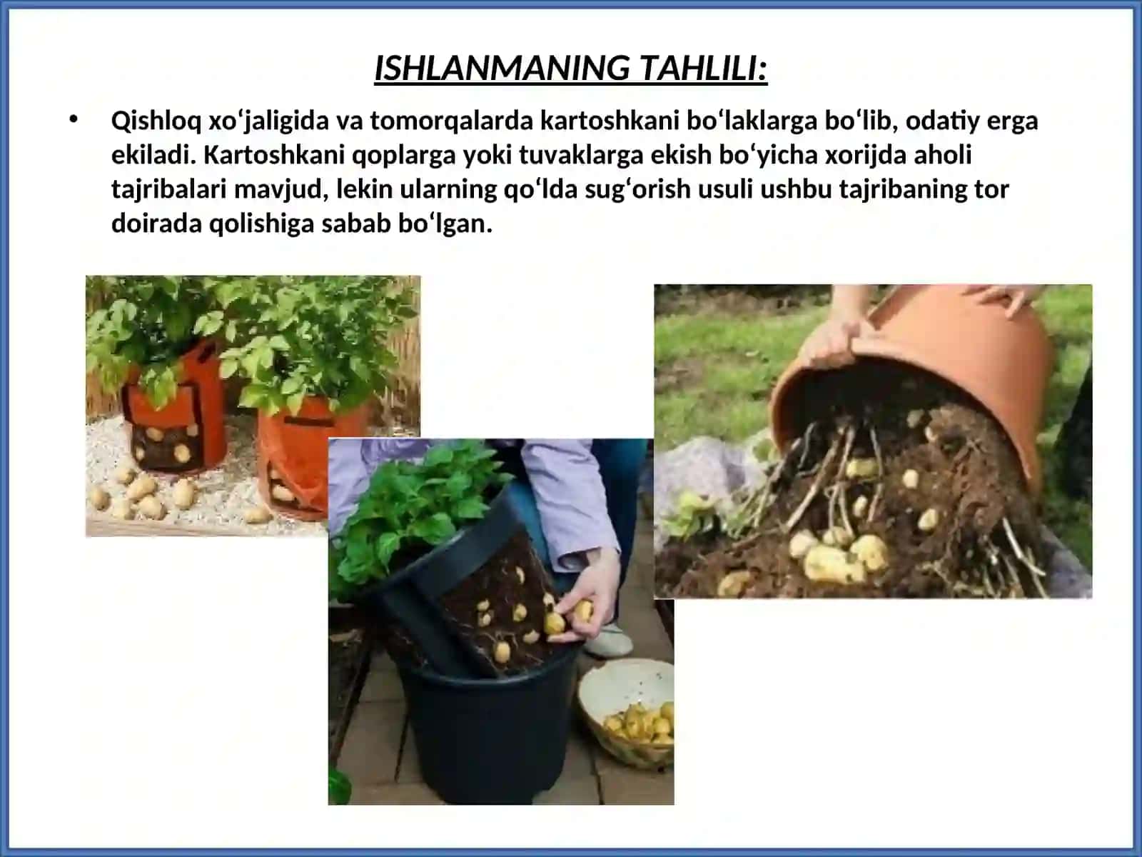 KARTOSHKANI QOPLARDA YETISHTIRISH VA SUG’ORISH TEXNOLOGIYASI 2