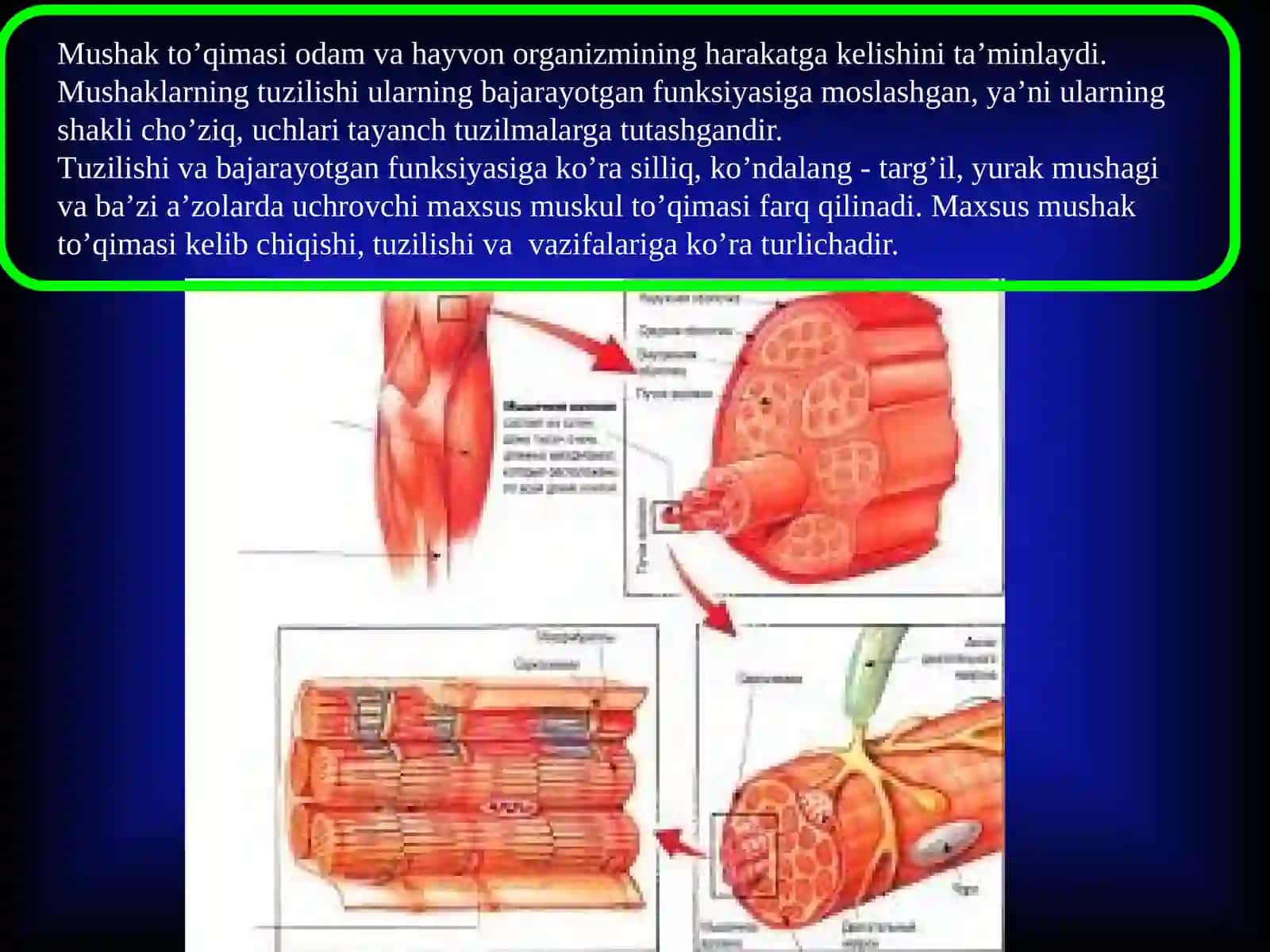 SILLIQ VA KO’NDALANG MUSKULLAR 2