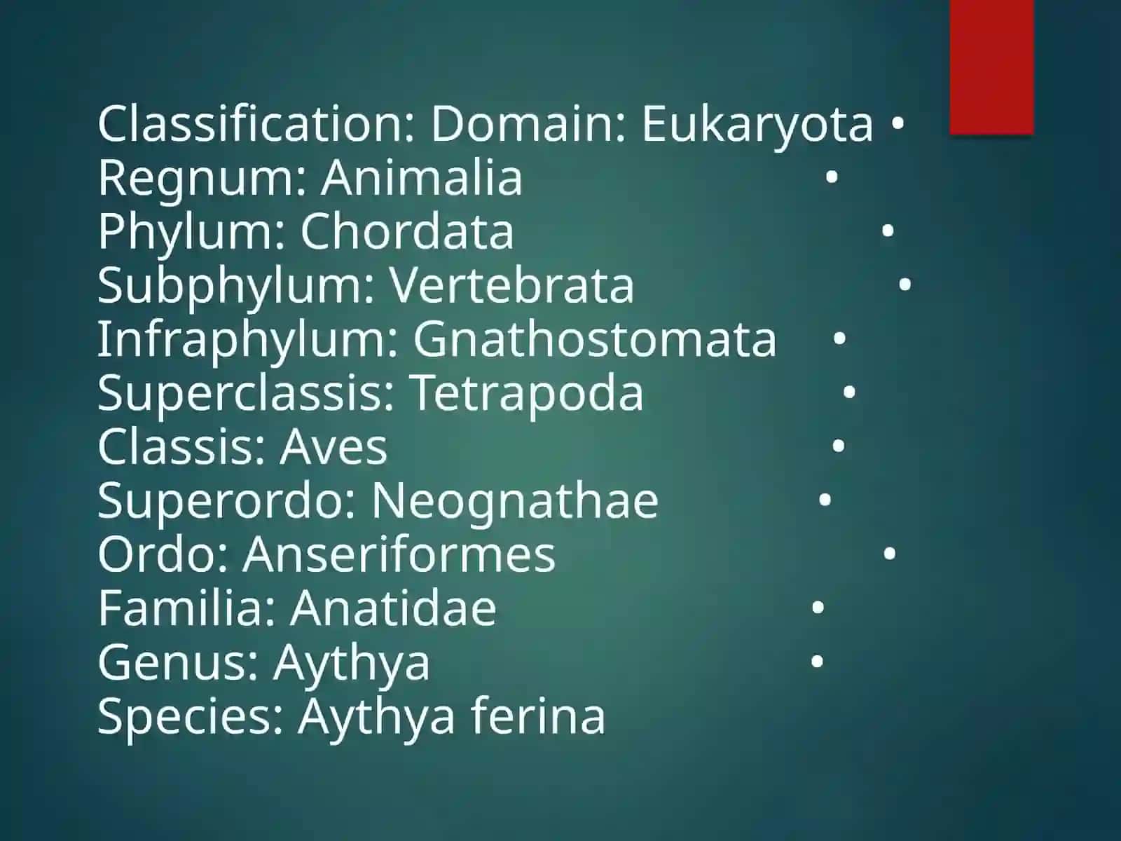 Aythyaferina-(краснаголоваячернеть)Qizilbosh 2