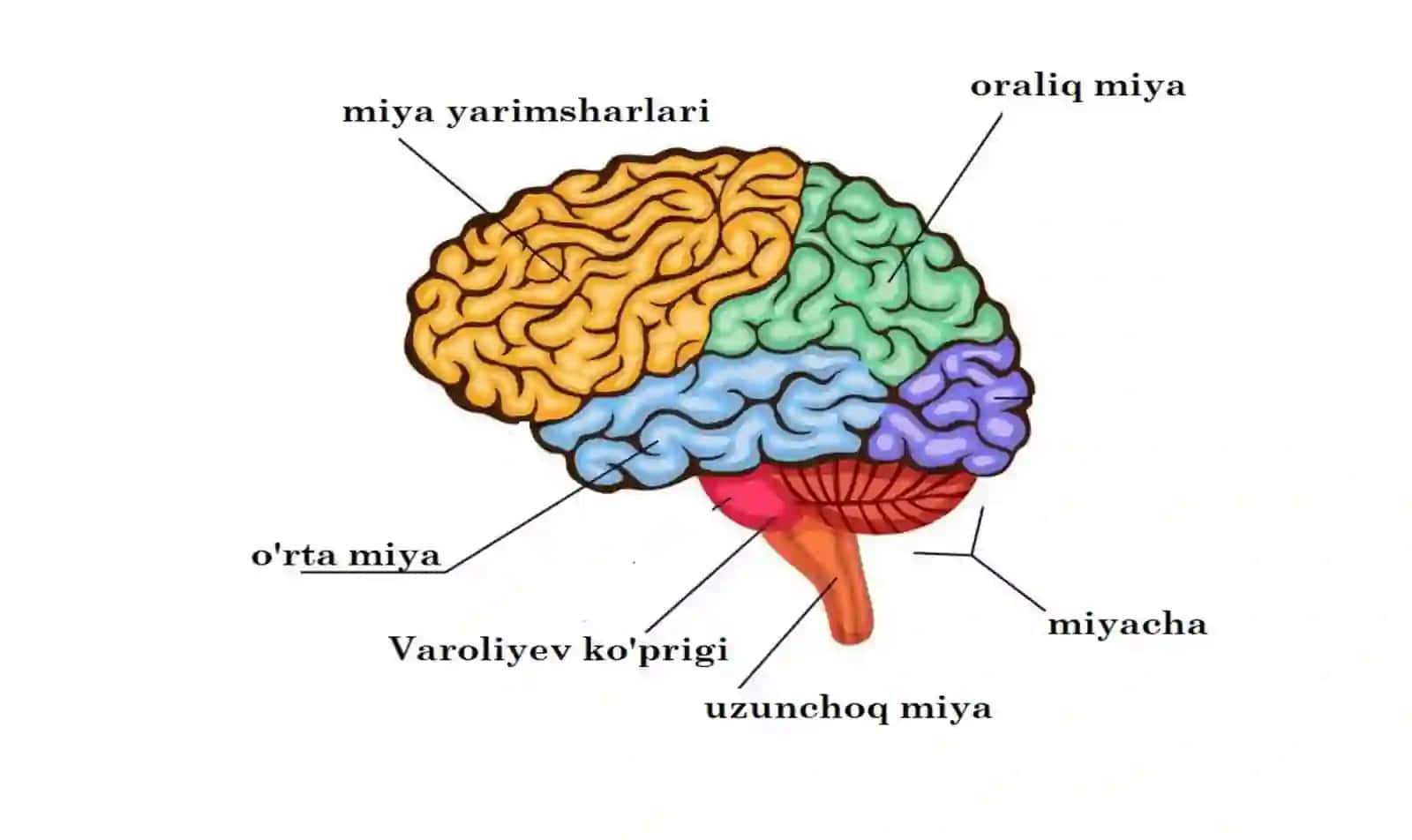 NERV TIZIMINING FIZIOLOGIYASI VA YOSHGA OID XUSUSIYATLARI 2