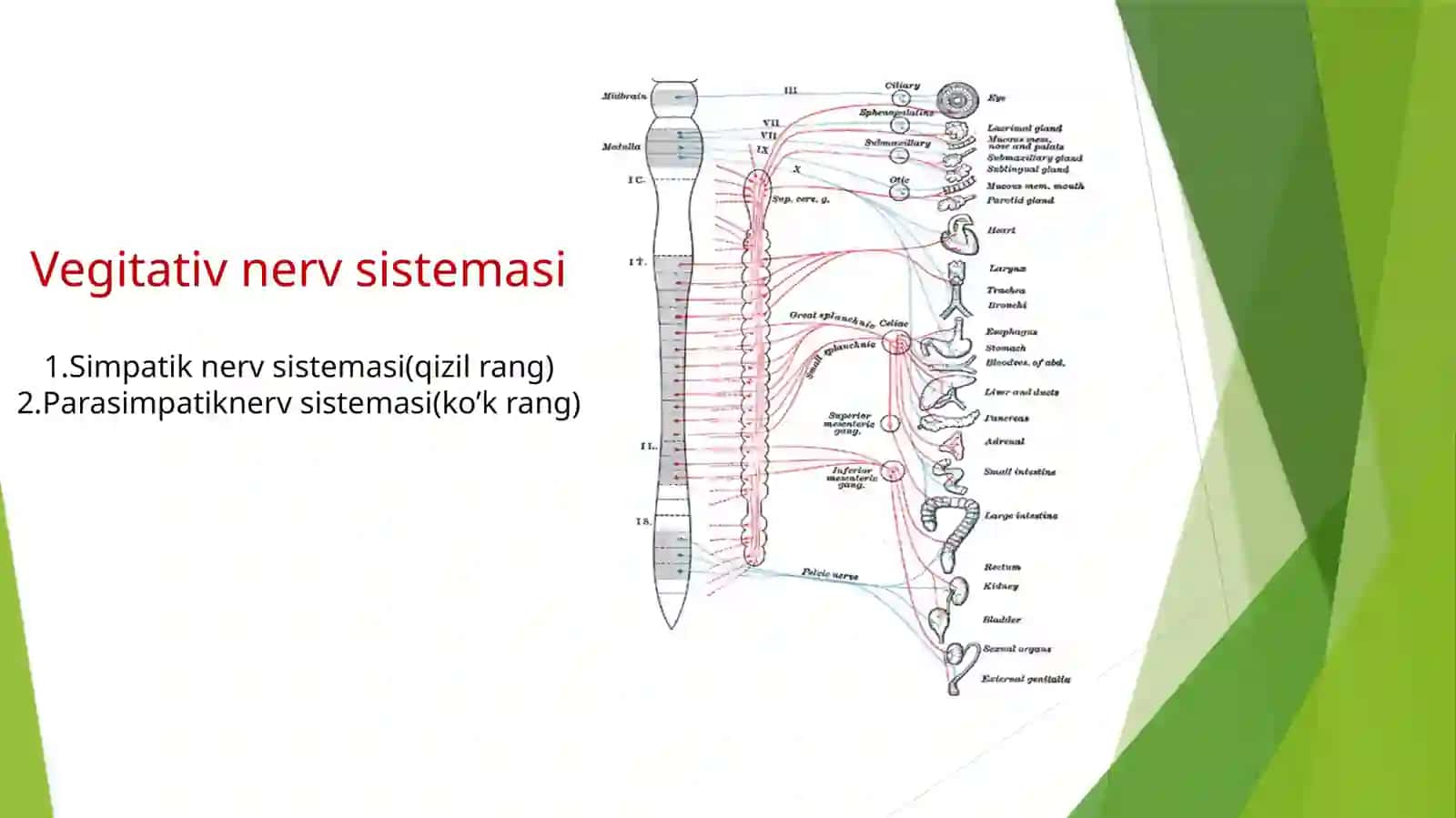 Vegetativ nerv tizimi 2