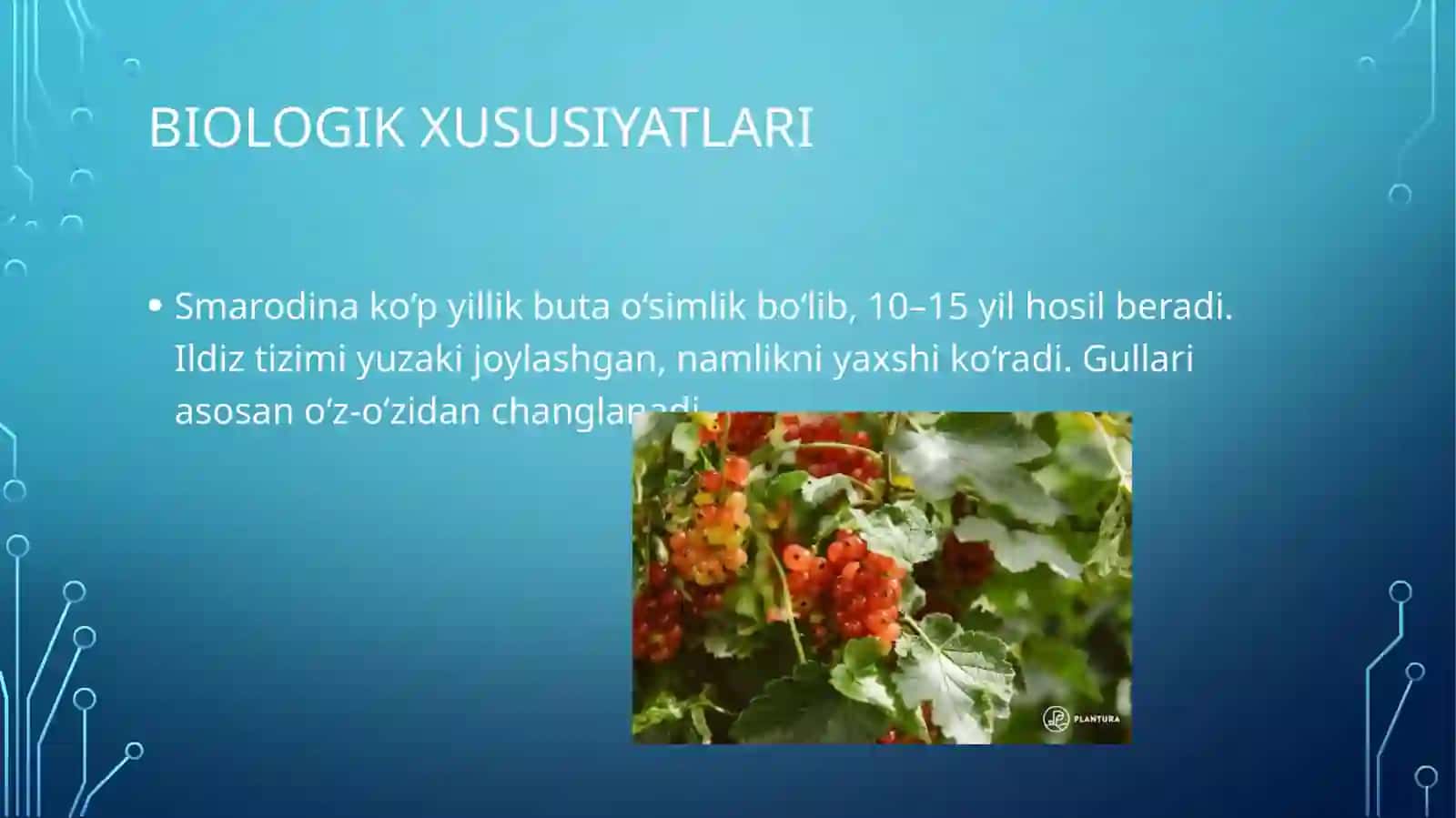 Smarodina yetishtirish 2