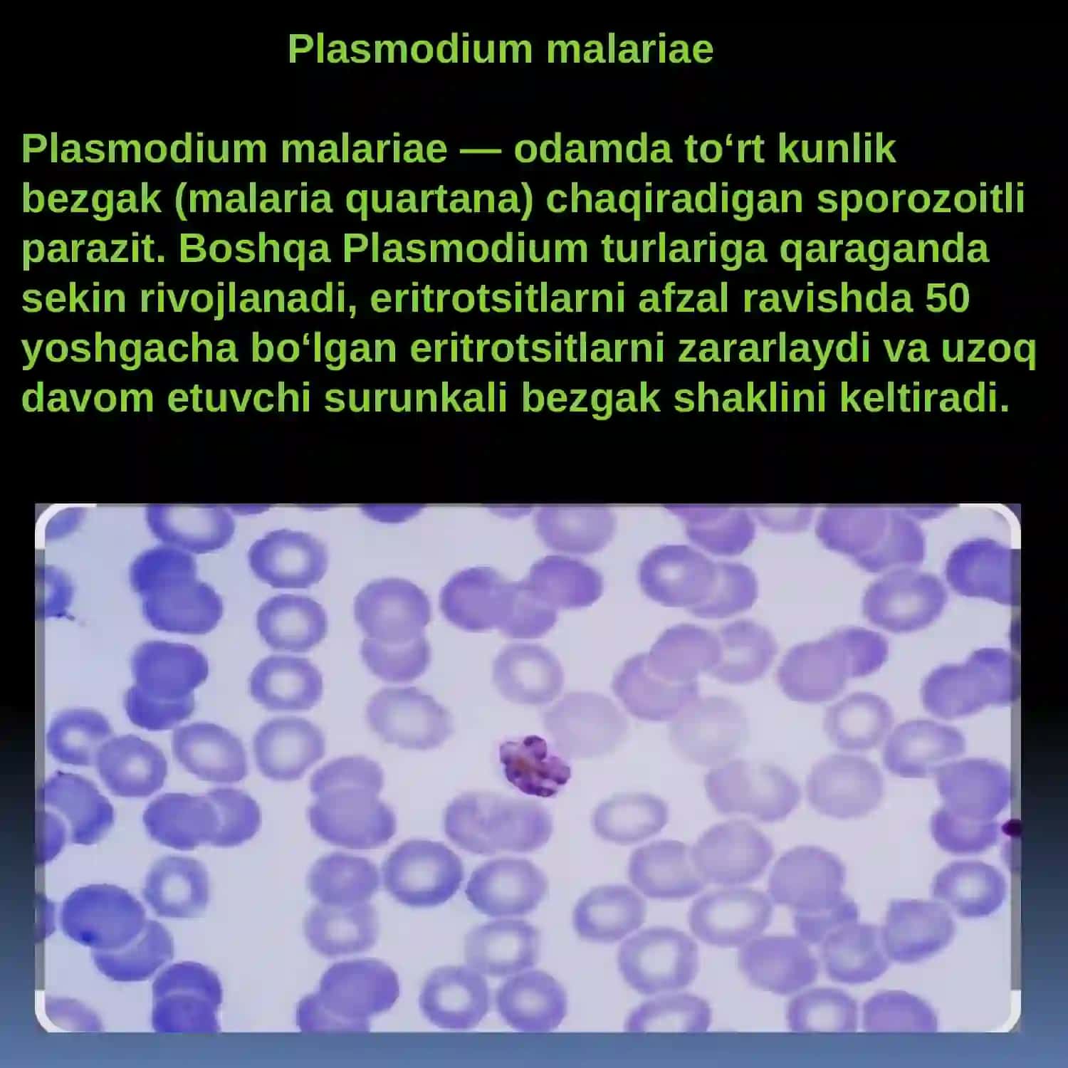Plasmodium malariae (Rivojlanish sikli Inkubatsion davri Eritrositlar shizagoniya davri. Parazitning qonda oʻtadigan davri Perfirik qonda rivojlanadigan davri Uzuk davri Makrogameta shakli Makrogameta shakli Chivin tanasida rivojlanadigan davrlari. (Sporogoniya)) 2