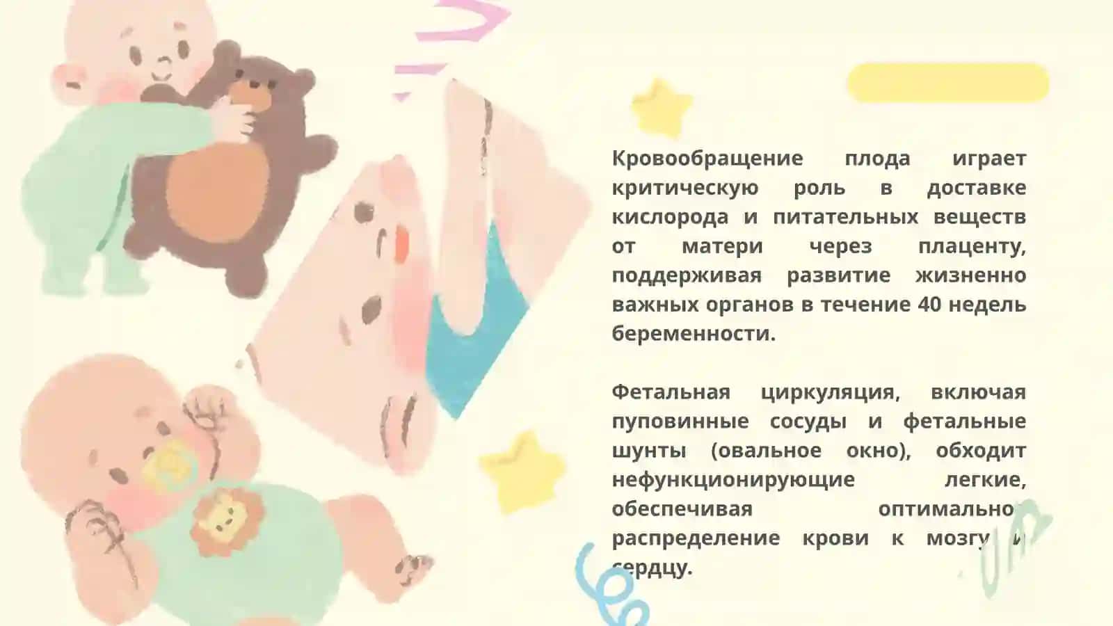 ЗНАЧЕНИЕ КРОВООБРАЩЕНИЯ В УТРОБЕ МАТЕРИ И ИЗМЕНЕНИЯ ПОСЛЕ РОЖДЕНИЯ РЕБЁНКА 2
