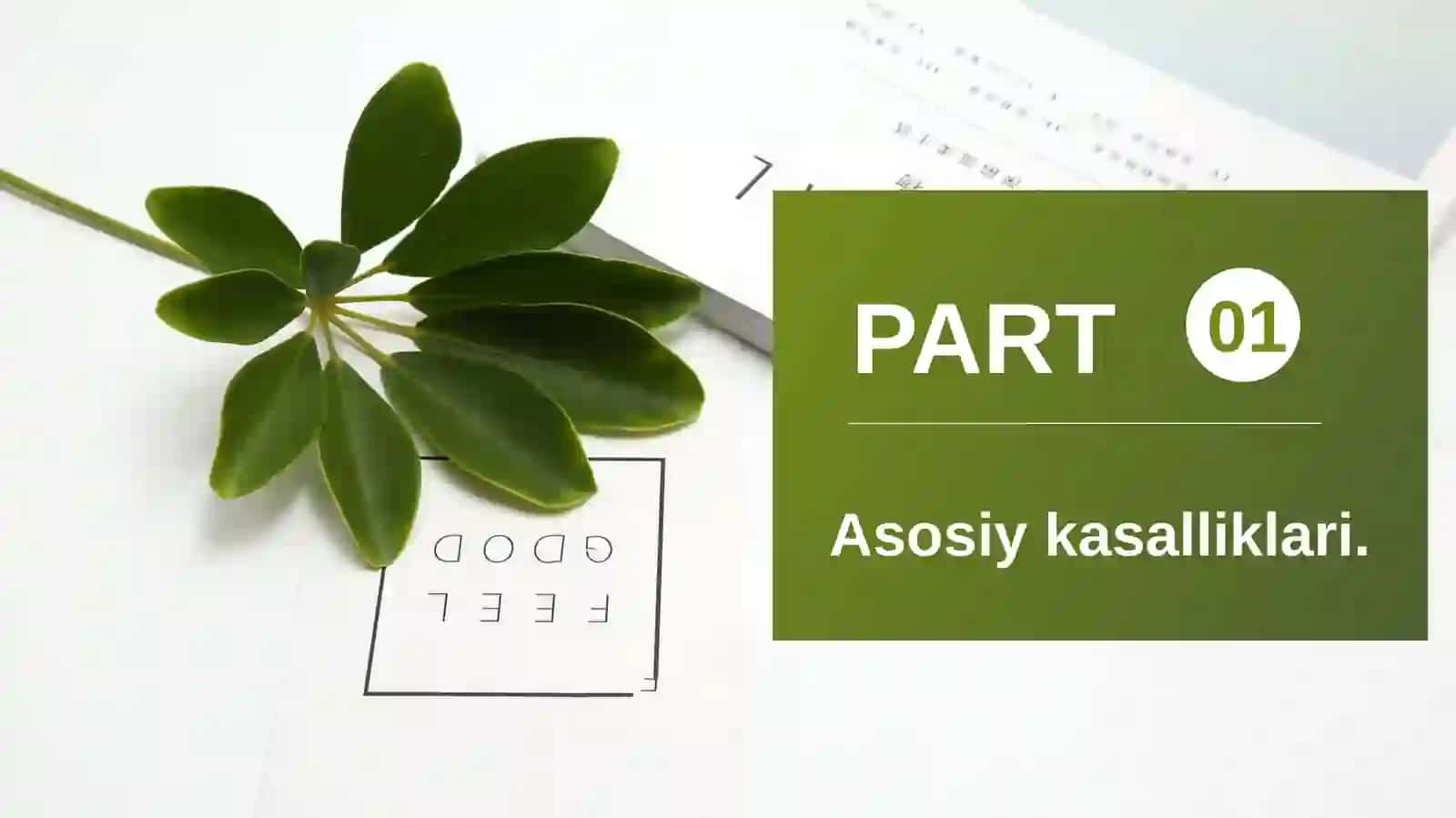 Makkajo'xori kasalliklari qo'zg'atuvchilari morfologik o'rganish 2