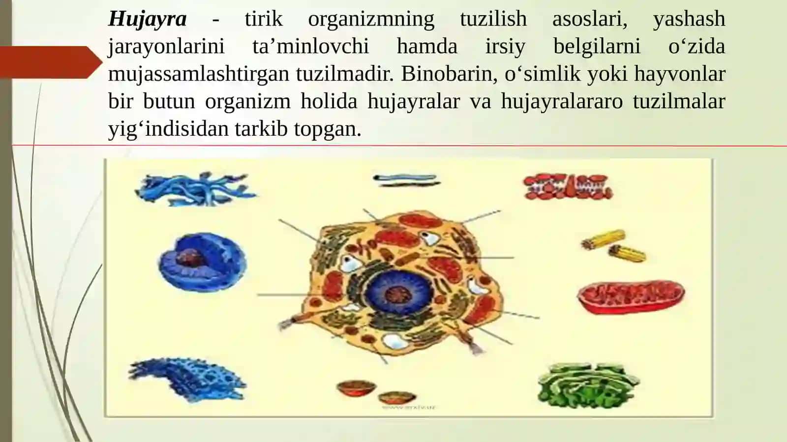 Biologiyafanidan 2-Ma’ruzamashg‘ulot HUJAYRARANING SHAKLI VA O‘LCHAMI 2