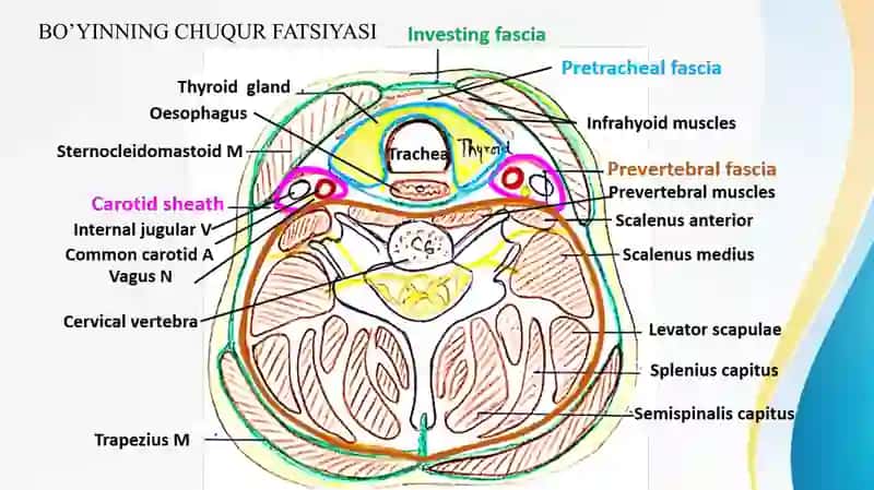 Chuqur bo’yin fasiyasi, Prevertebral yoki chuqur bo’yin mushaklari. 2