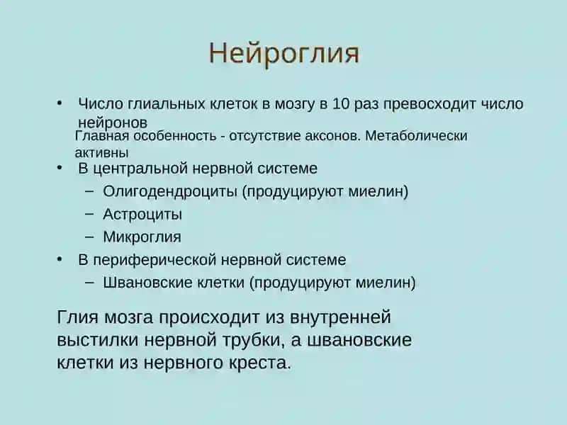Гистофизиология гематоэнцефалического барьера 2