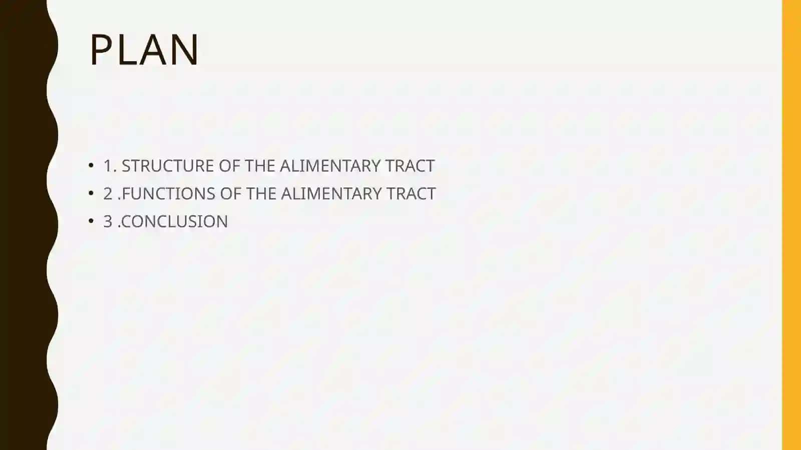 THE ALIMENTARY TRACT OF A HUMAN BEING 2