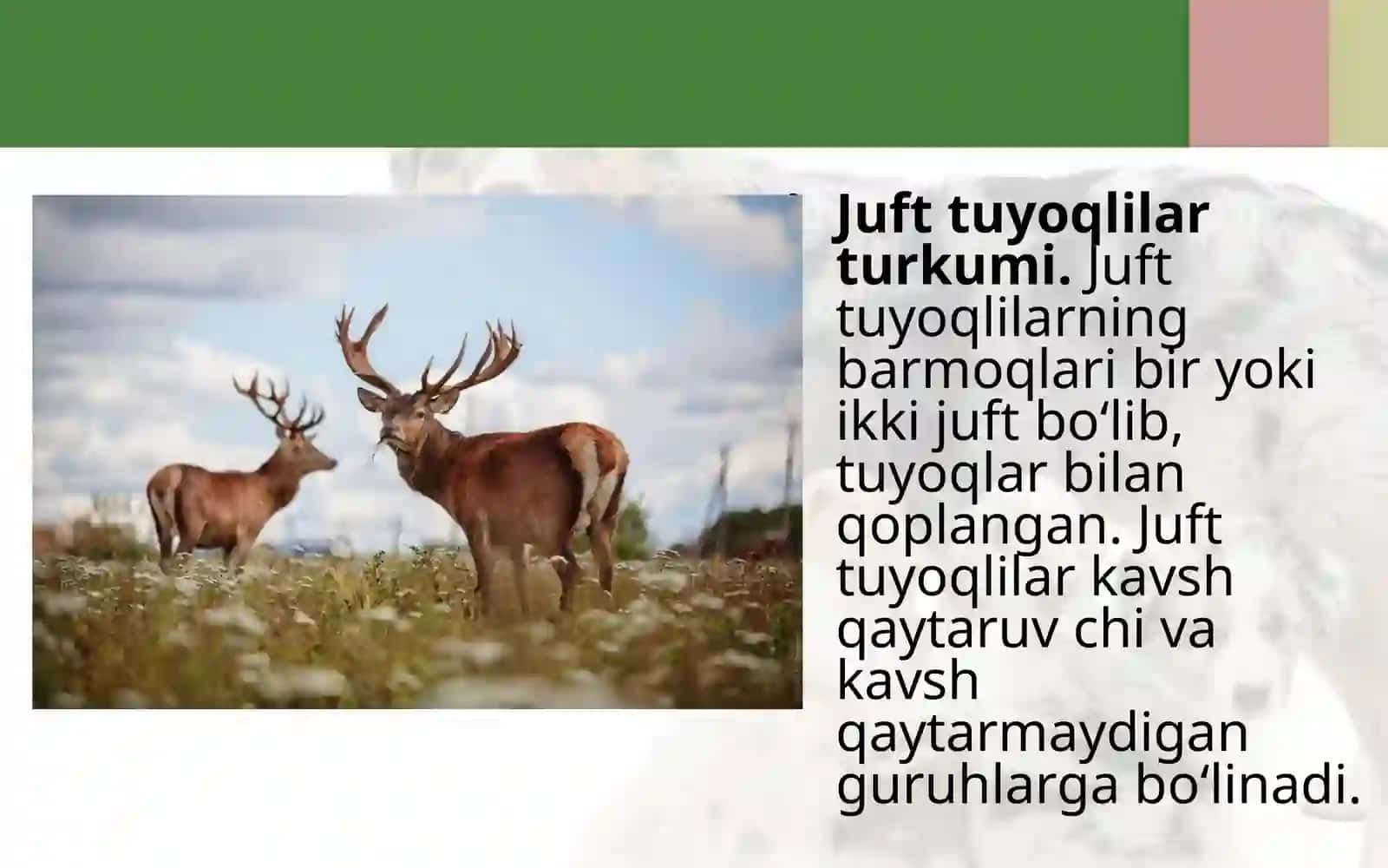 7-sinf Zoologiya 'Tuyoqli sutemizuvchilar' ko'rgazma 2