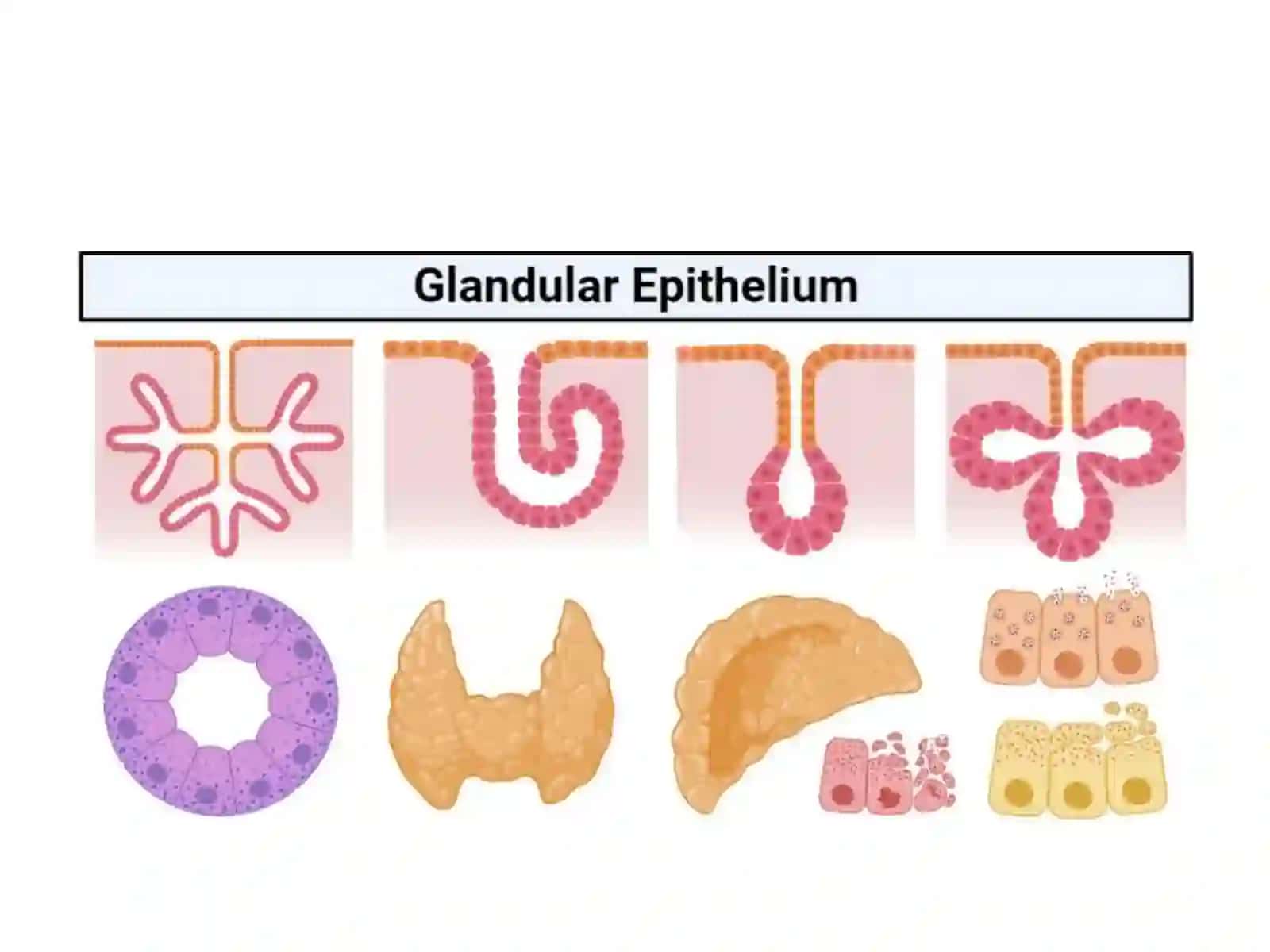 Glandular Epithelium 2