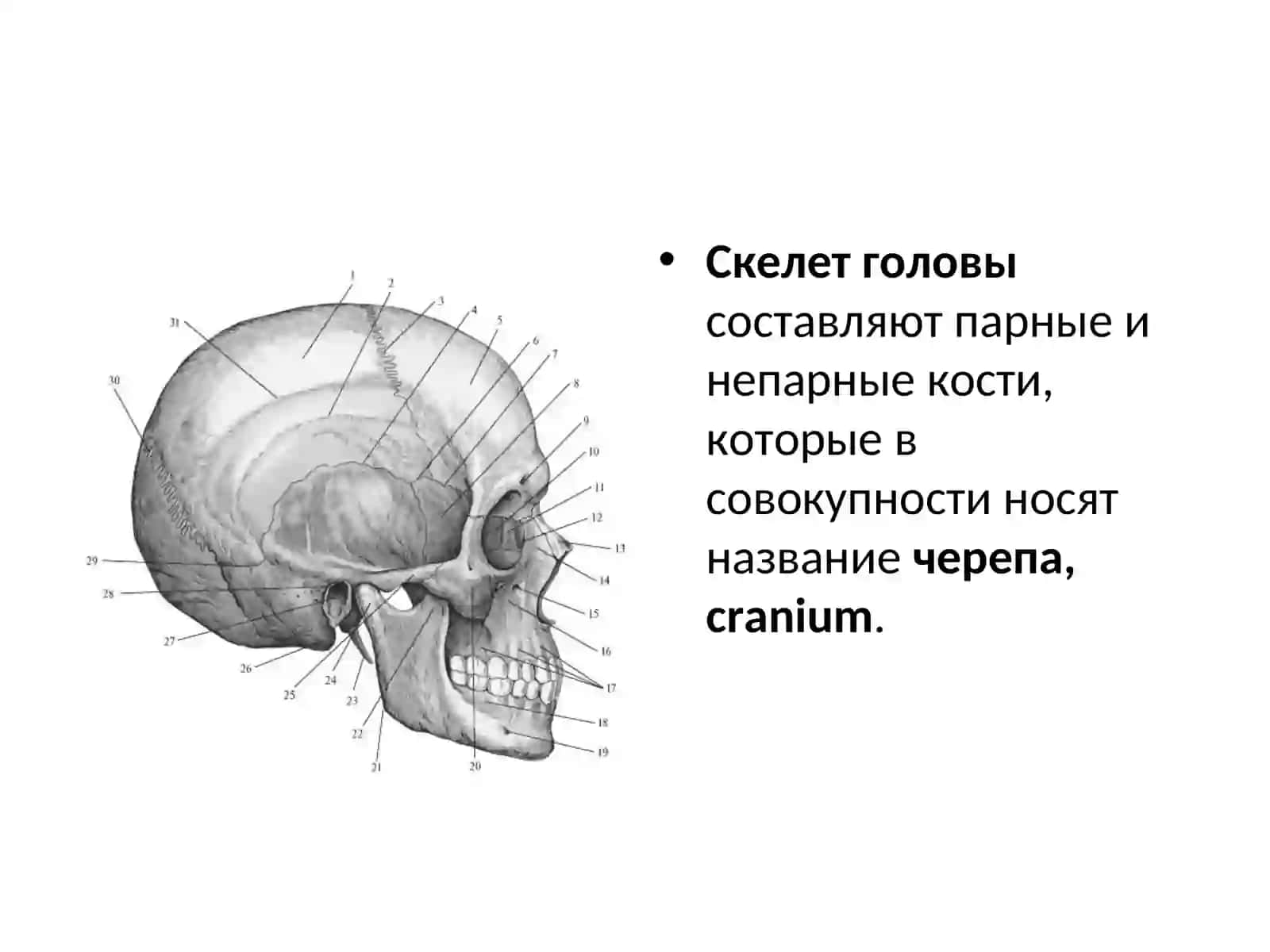 Общие сведения о строении черепа 2