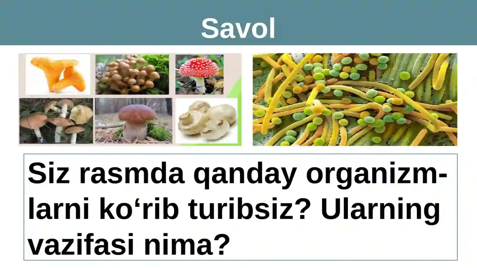 Tirik organizmlarning yashash muhiti. Suv muhiti 2