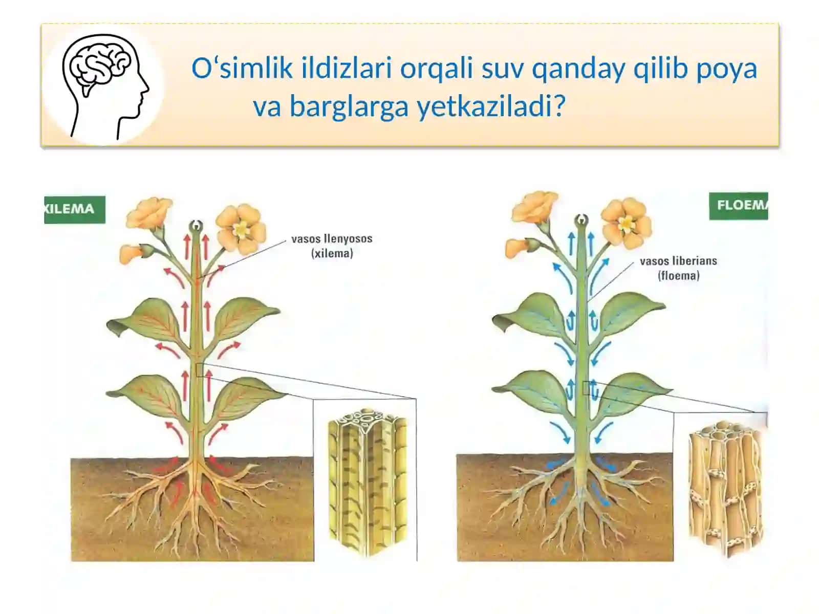 TIRIK ORGANIZMLARDA OZIQ MODDALAR TRANSPORTI 2