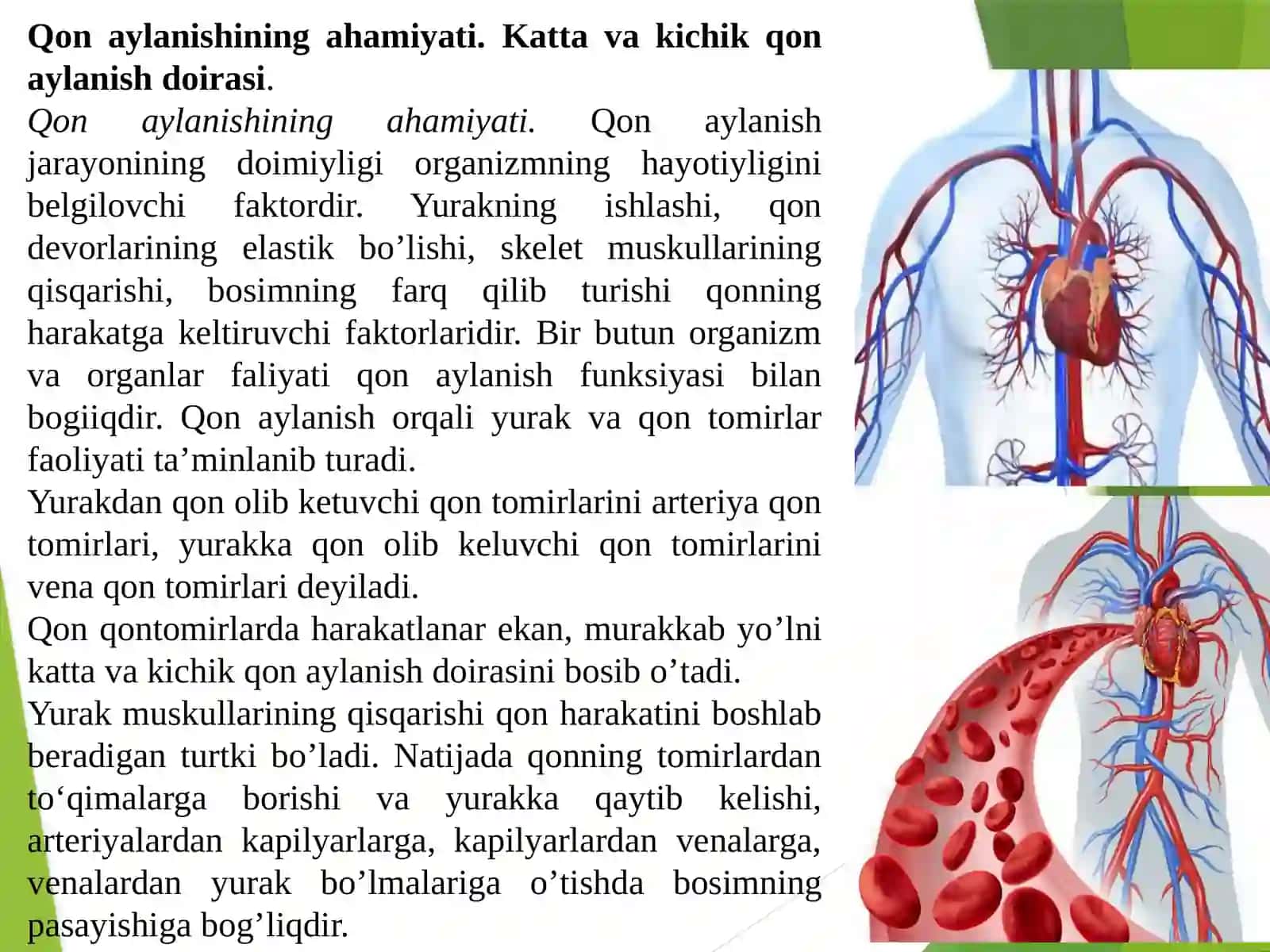 Yurak-qon tomir tizimi fiziologiyasi 2
