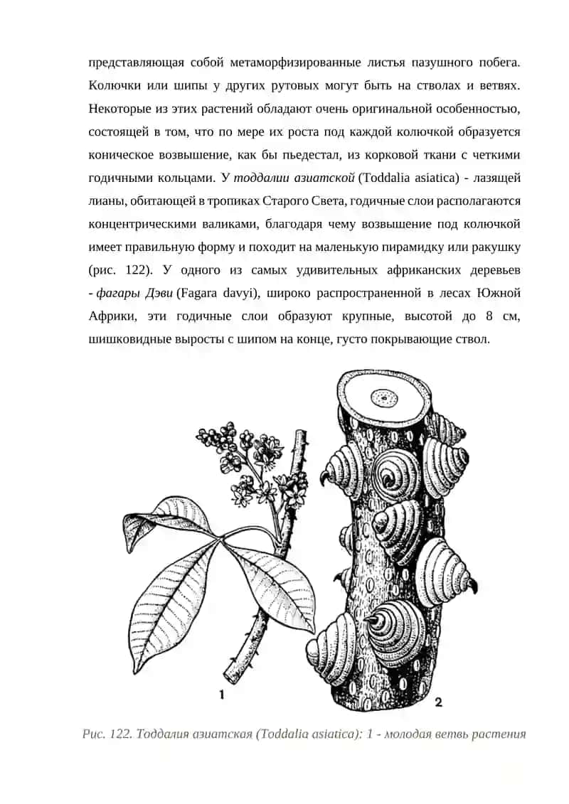 Семейство рутовые (Rutaceae) 2