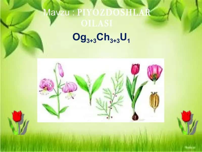 Pop tumani Xalq ta’limi bo’limi Tabiy fanlar uslubchisi Soliyeva Navro’zaning “Piyozdoshlar oilasi” mavzusida Tayyorlagan TAQDIMOTI 2