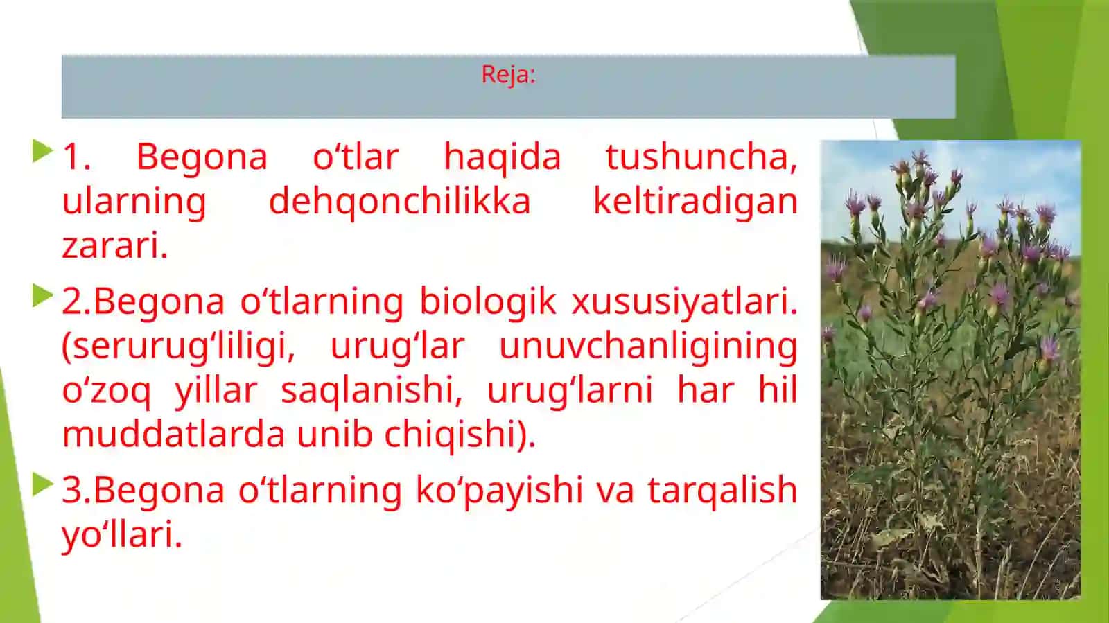 Begona o‘tlar, ularning zarari biologik xususiyatlari 2