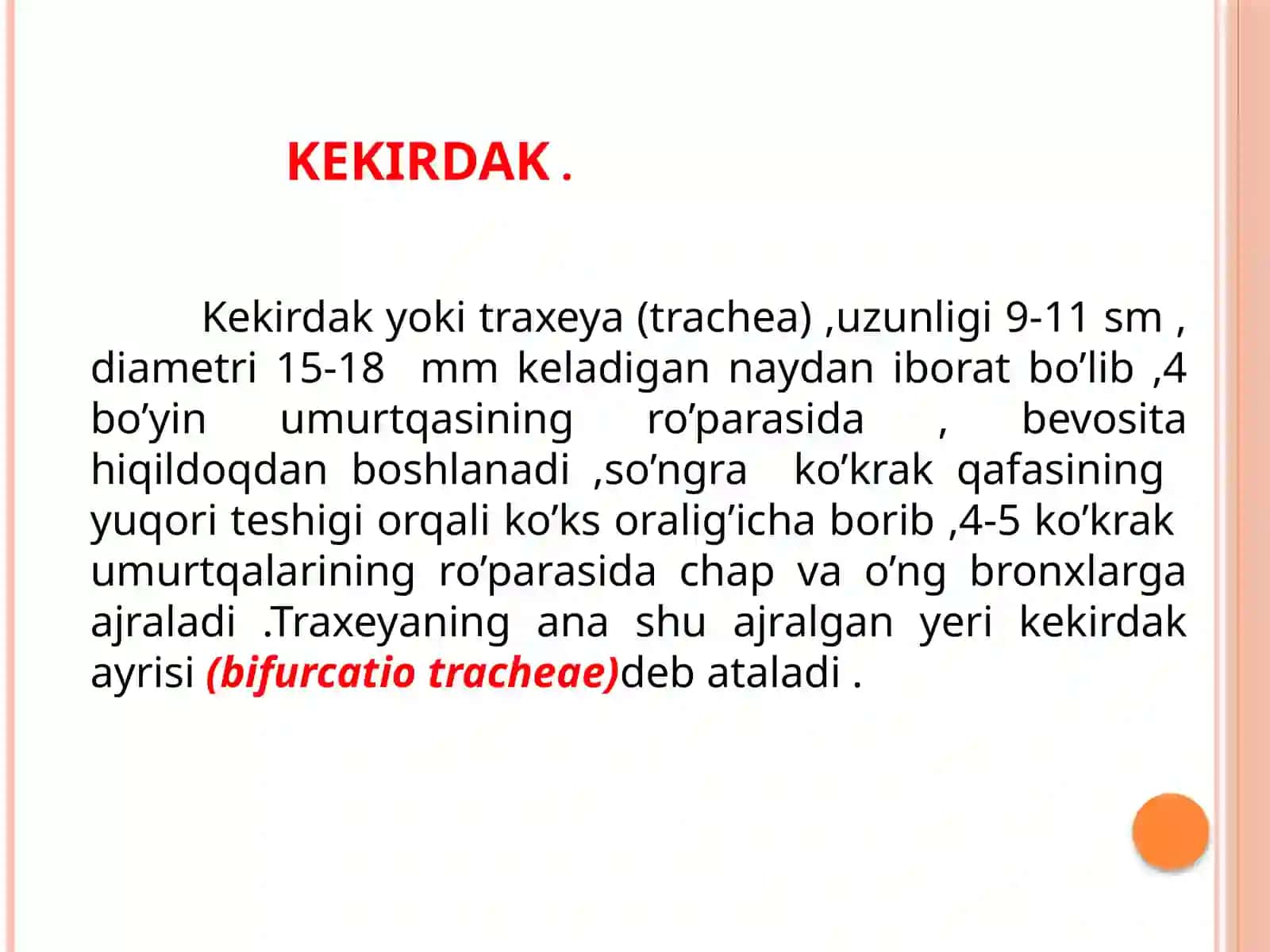 KEKIRDAK 2