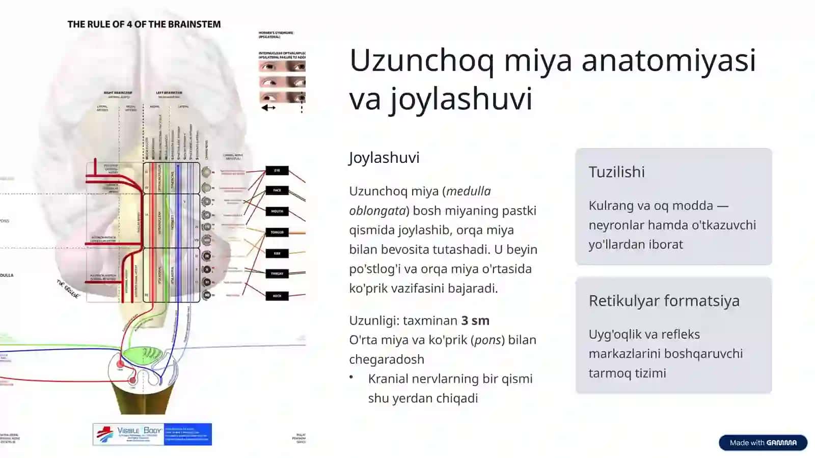 Uzunchoq miya fiziologiyasi 2