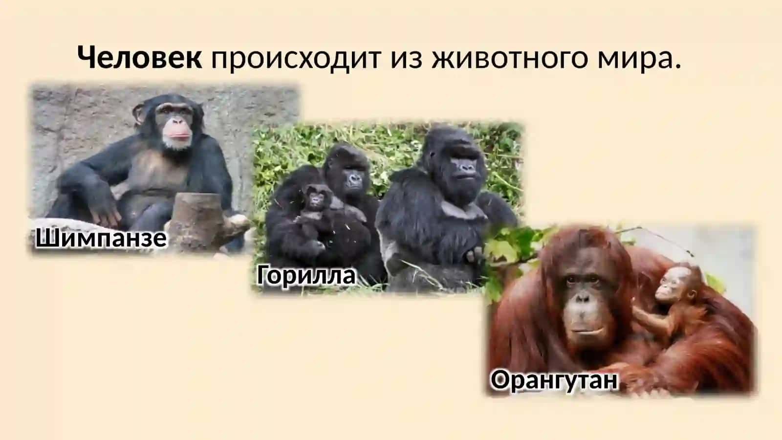 Место человека в системе органического мира 2