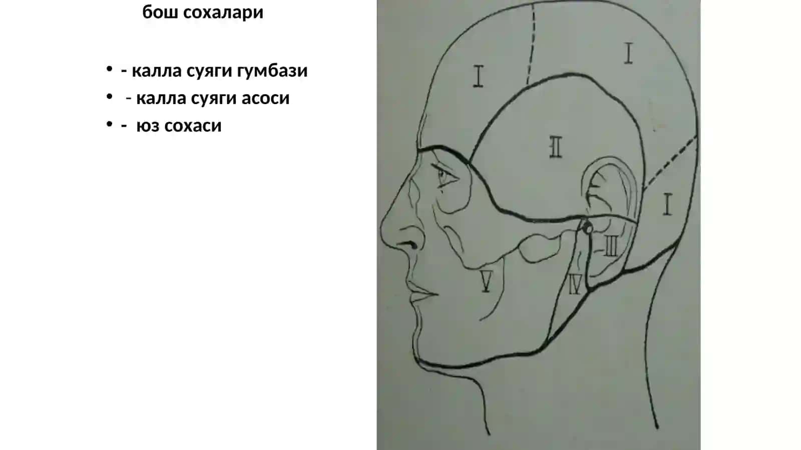 Бош сохаси клиник анатомияси 2