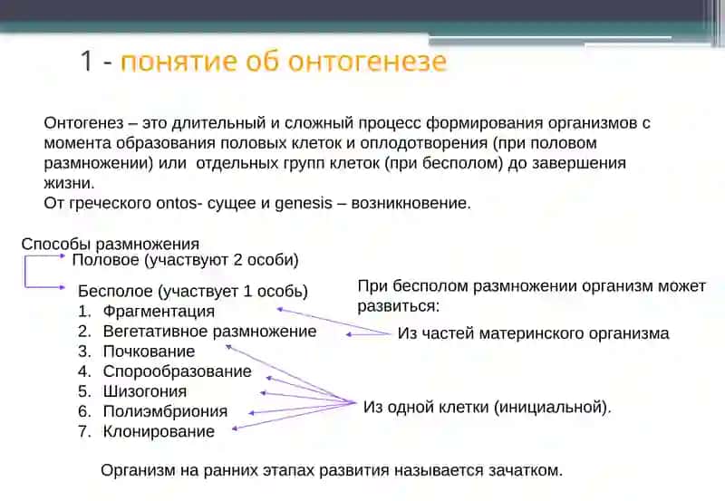 Онтогенез – это длительный и сложный процесс формирования организмов 2