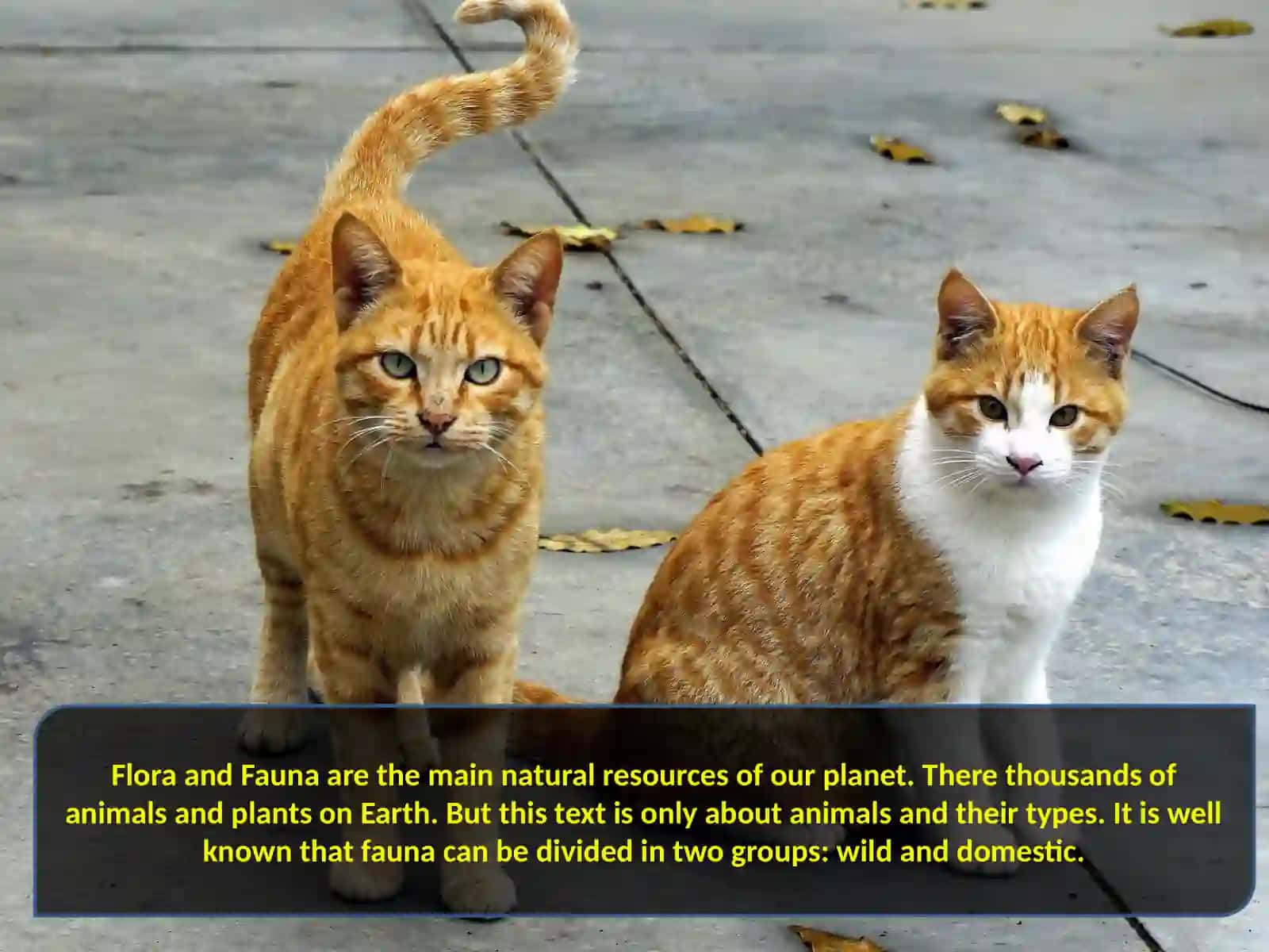 Animals and their types 2