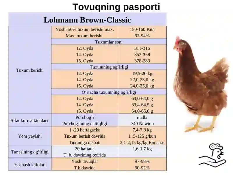 Tuxum beruvchi tovuq uchun - yem ratsionini tuzish 2
