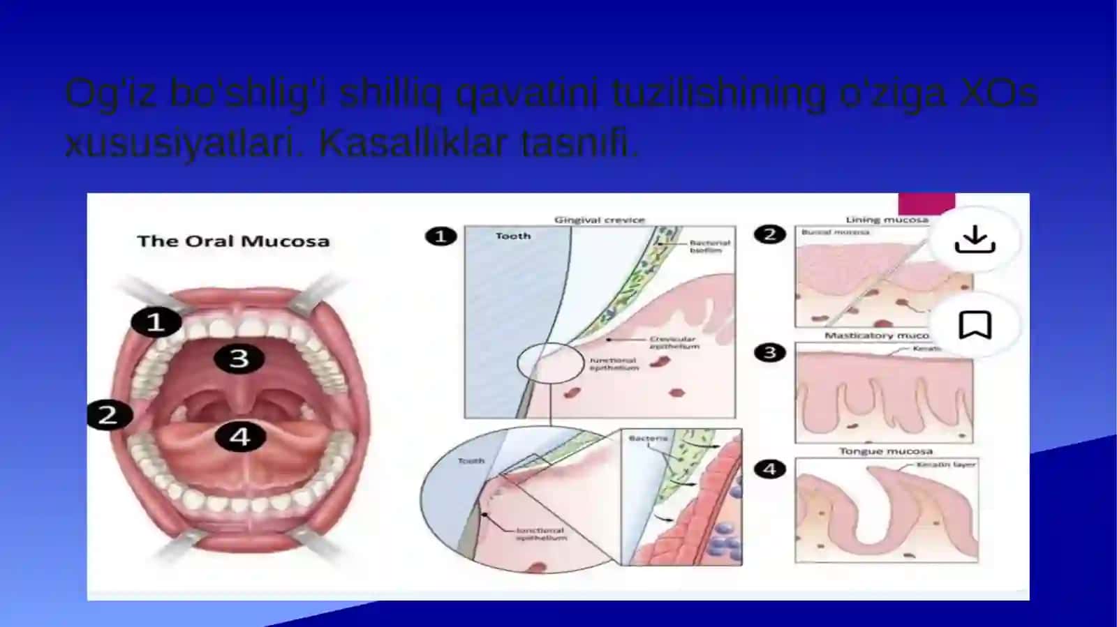 Og'iz bo'shlig'i shilliq qavati o'ziga xos xususiyatlari, kasaliklar tasnifi 2