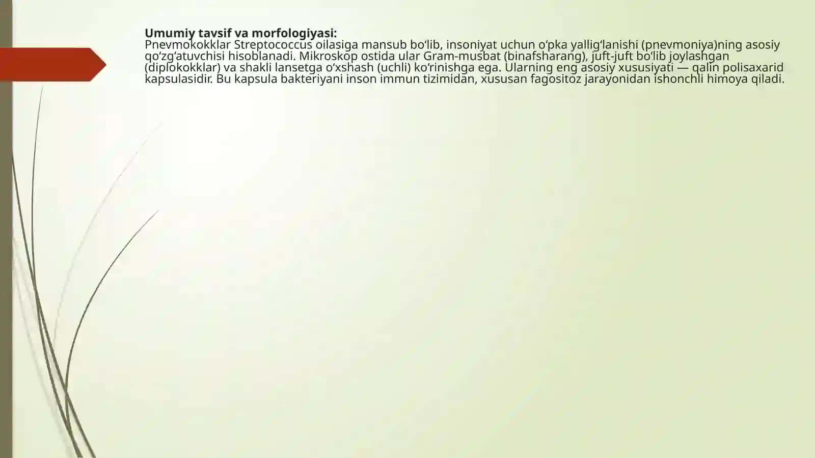 Pnevmokokklar tavsifi 2