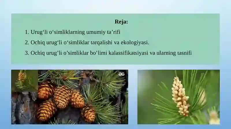 Urug‘li O‘simliklar. Qarag‘aytoifa (Ochiq Urug‘lilar) – Pinophyta(Gymnospermae) O‘simliklar Bo‘limi 2