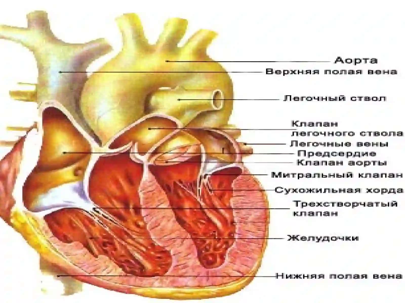 Миокард ишемияси ва юрак мушаги некрози синдроми 2