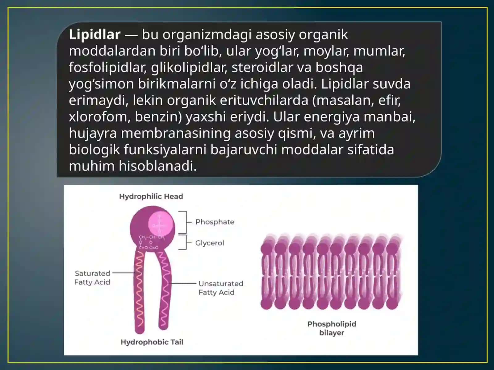 Sovunlanadigan odiy lipidlar haqida umumiy ma'lumot. Mumlar tuzilishi va vazifalari 2