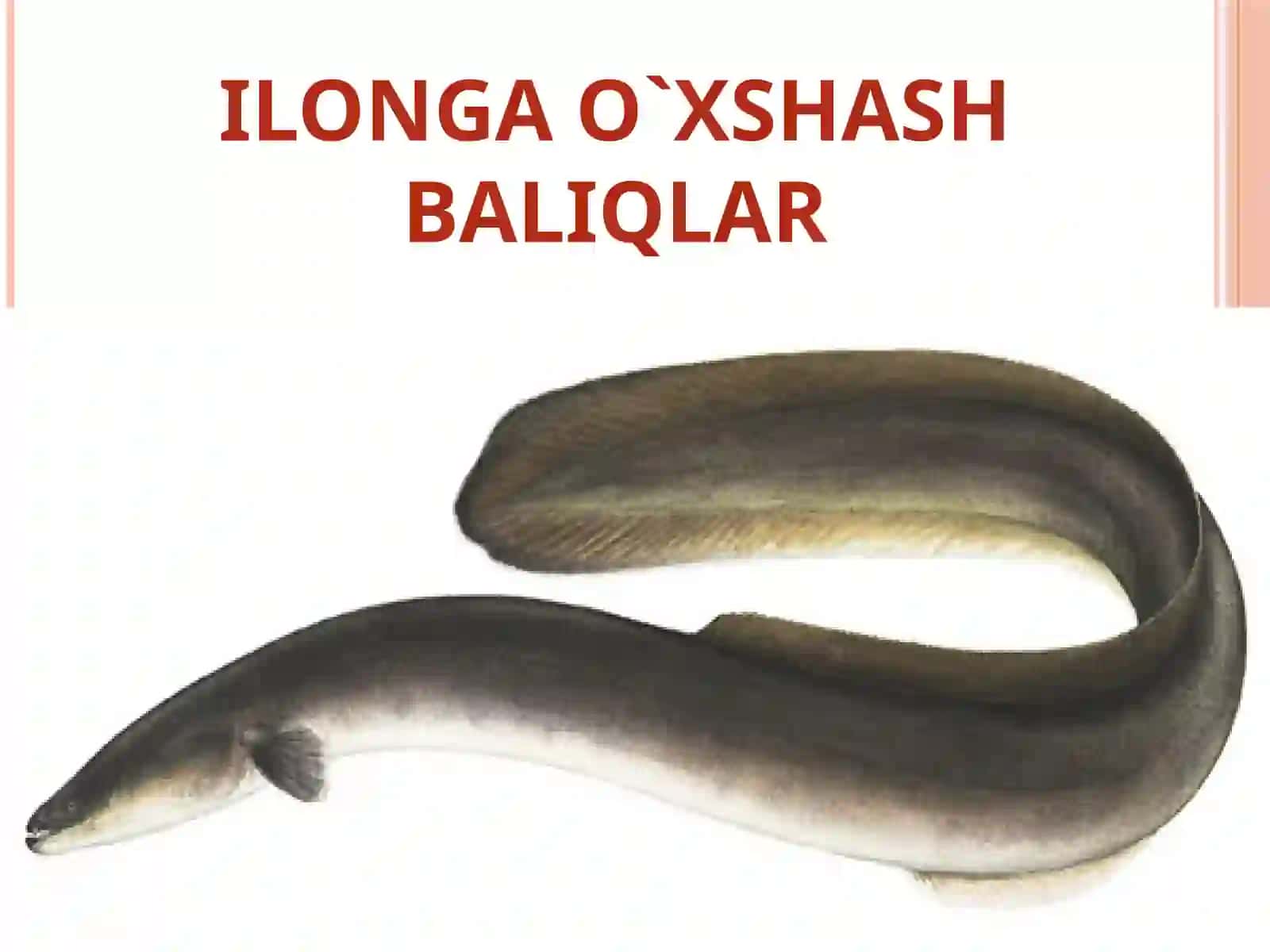 Baliqlar haqida umumiy ma'lumot 2