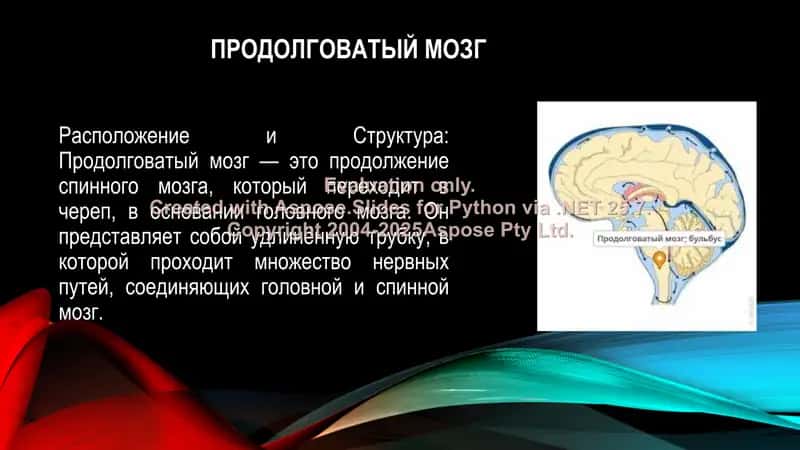 Изучение работы различных областей головного мозга 2