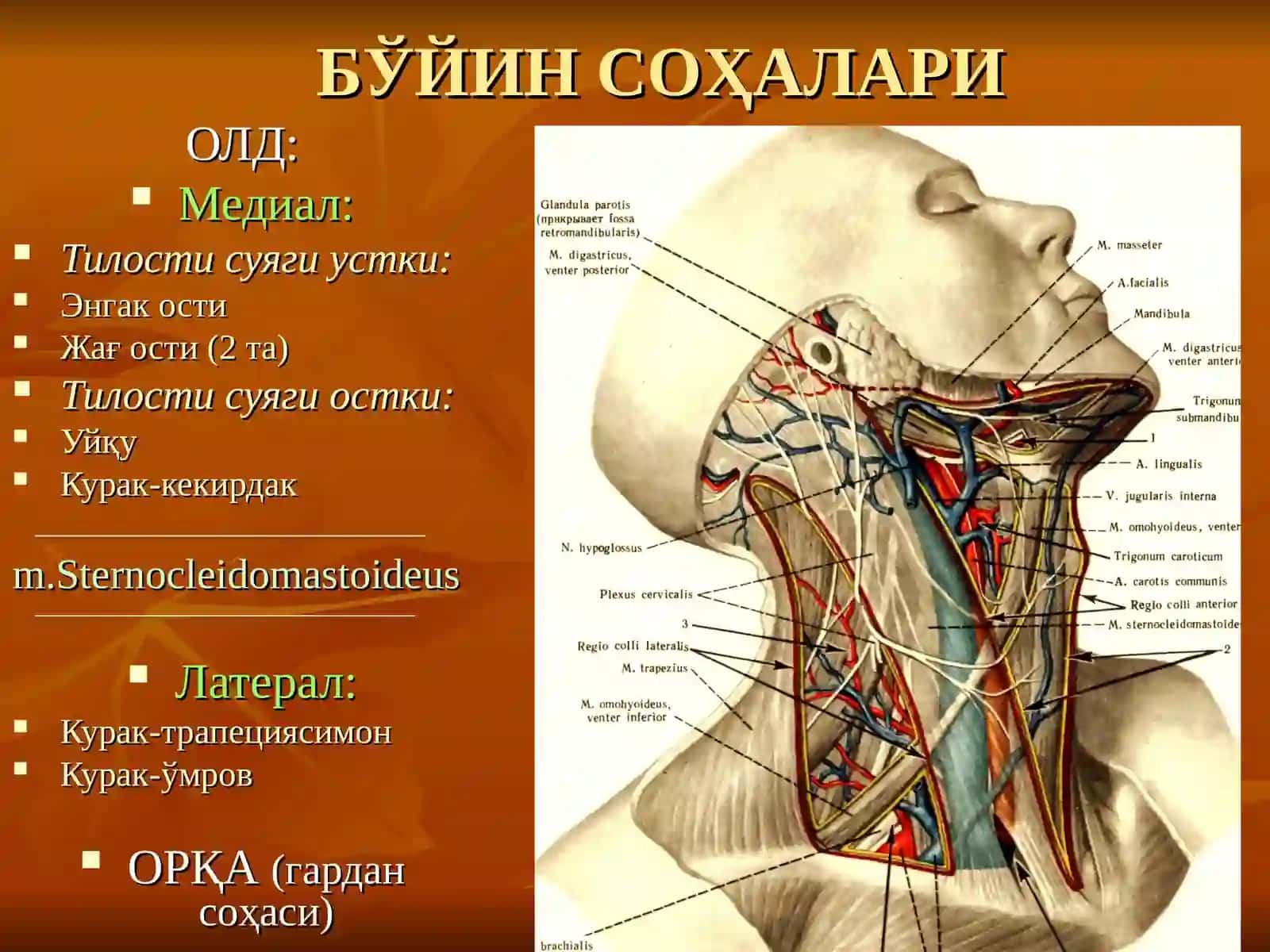 БЎЙИННИНГ ЖАРРОҲЛИК АНАТОМИЯСИ ВА АСОСИЙ ОПЕРАЦИЯЛАР 2