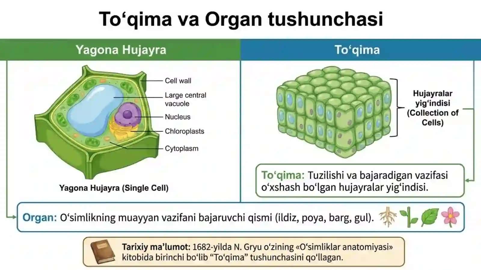 O'simlik to'qimalari 2