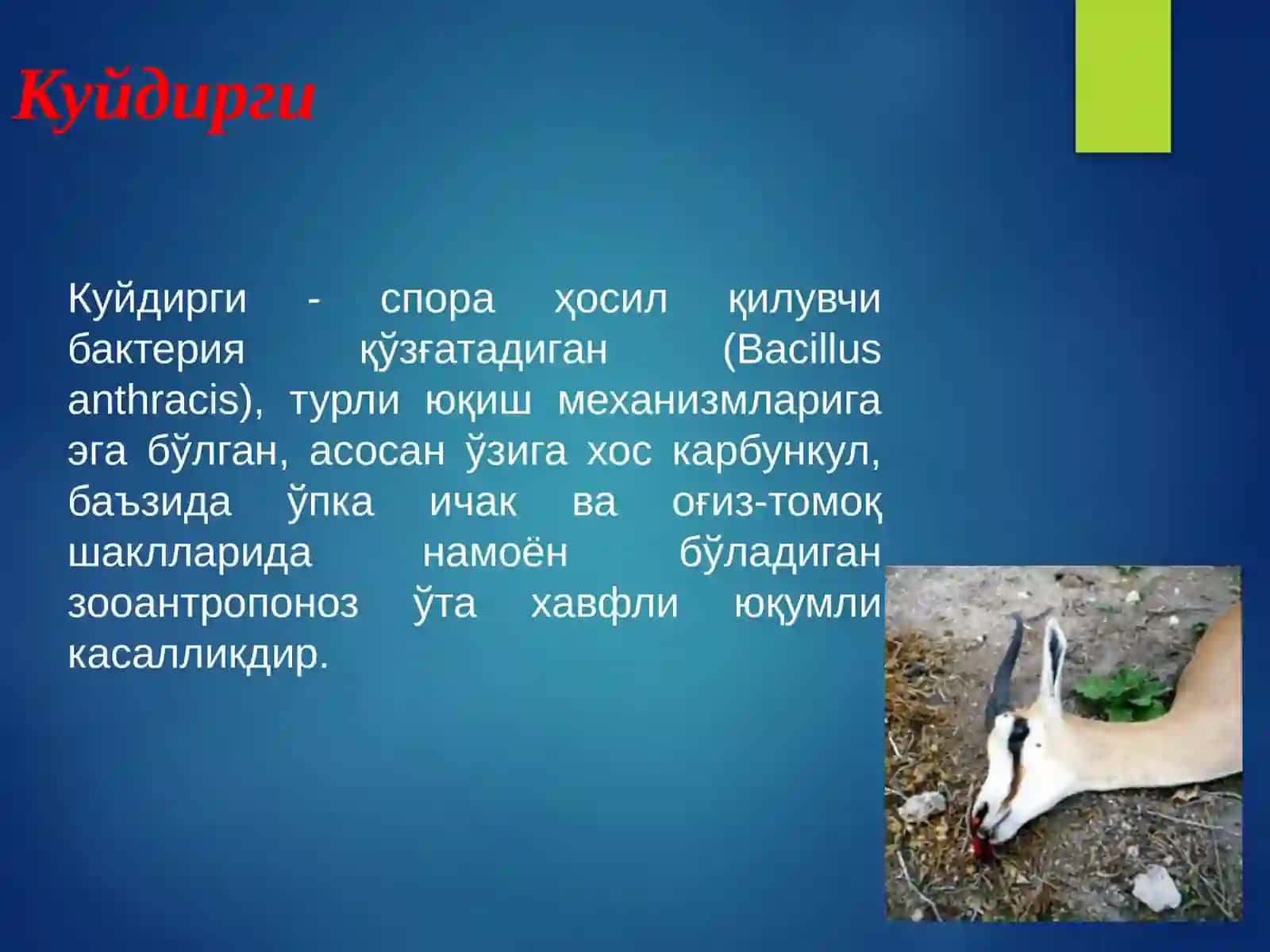 Куйдирги (Anthrax) 2