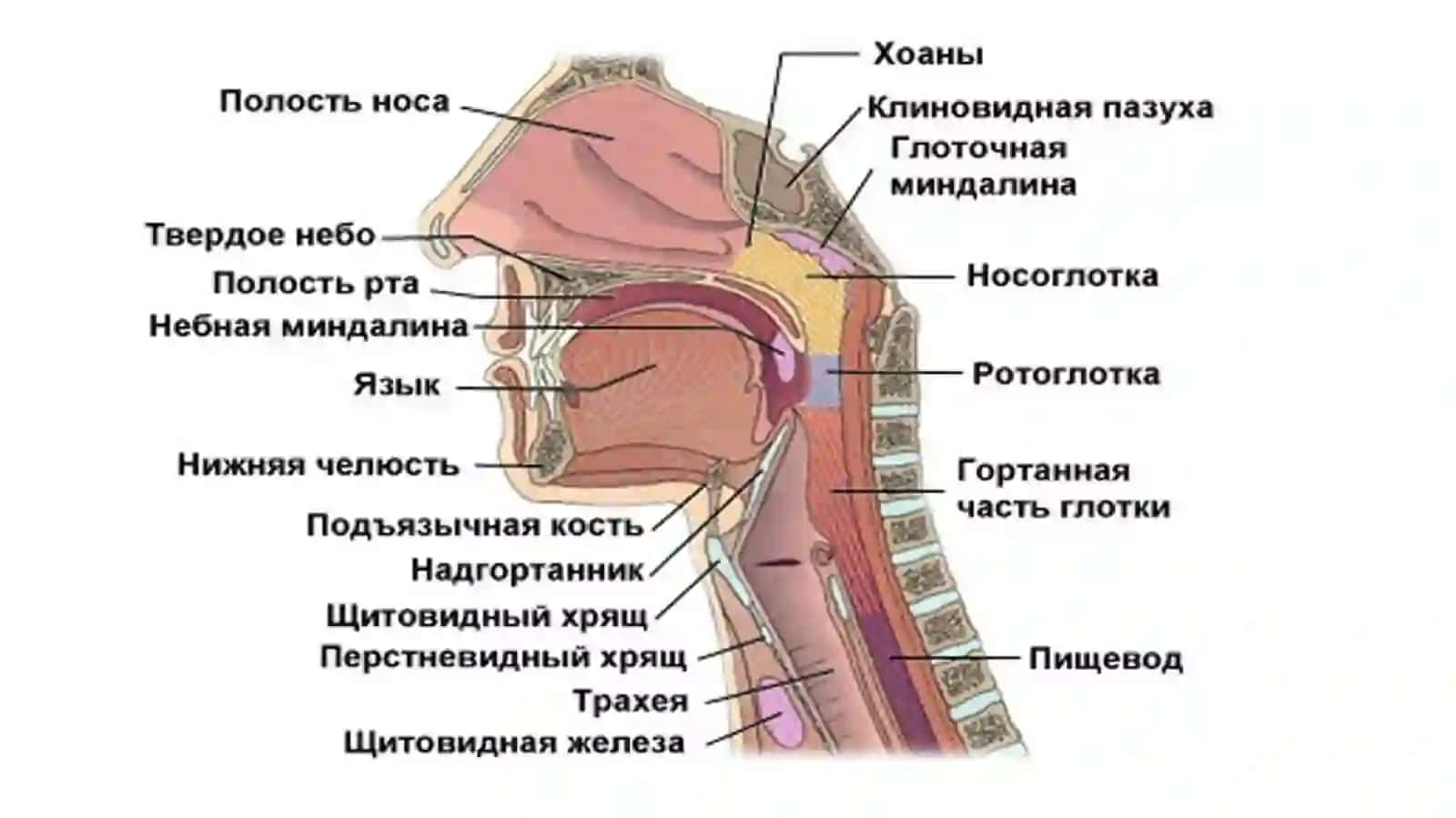 ОҒИЗ ҲАЛҚУМРАКИ: ЭТИОПАТОГЕНЕЗ, ДИАГНОСТИКА ВА ДАВОЛАШ УСУЛЛАРИ ТАСНИФИ 2