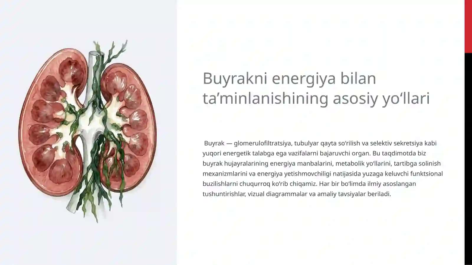 Buyrakni energiya bilan ta’minlanishining asosiy yo‘llari 2