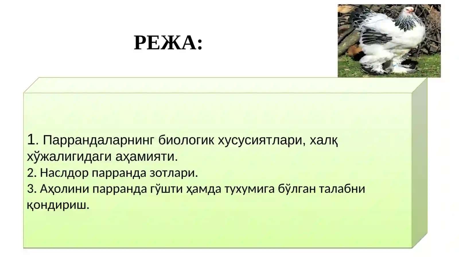 Паррандаларнинг биологик хусусиятлари. Парранда зотлари 2