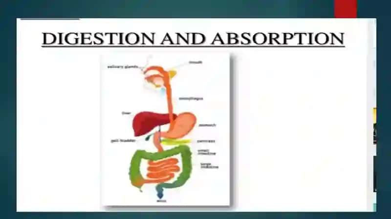 The Digestive System and Process of Digestion and Absorption 2
