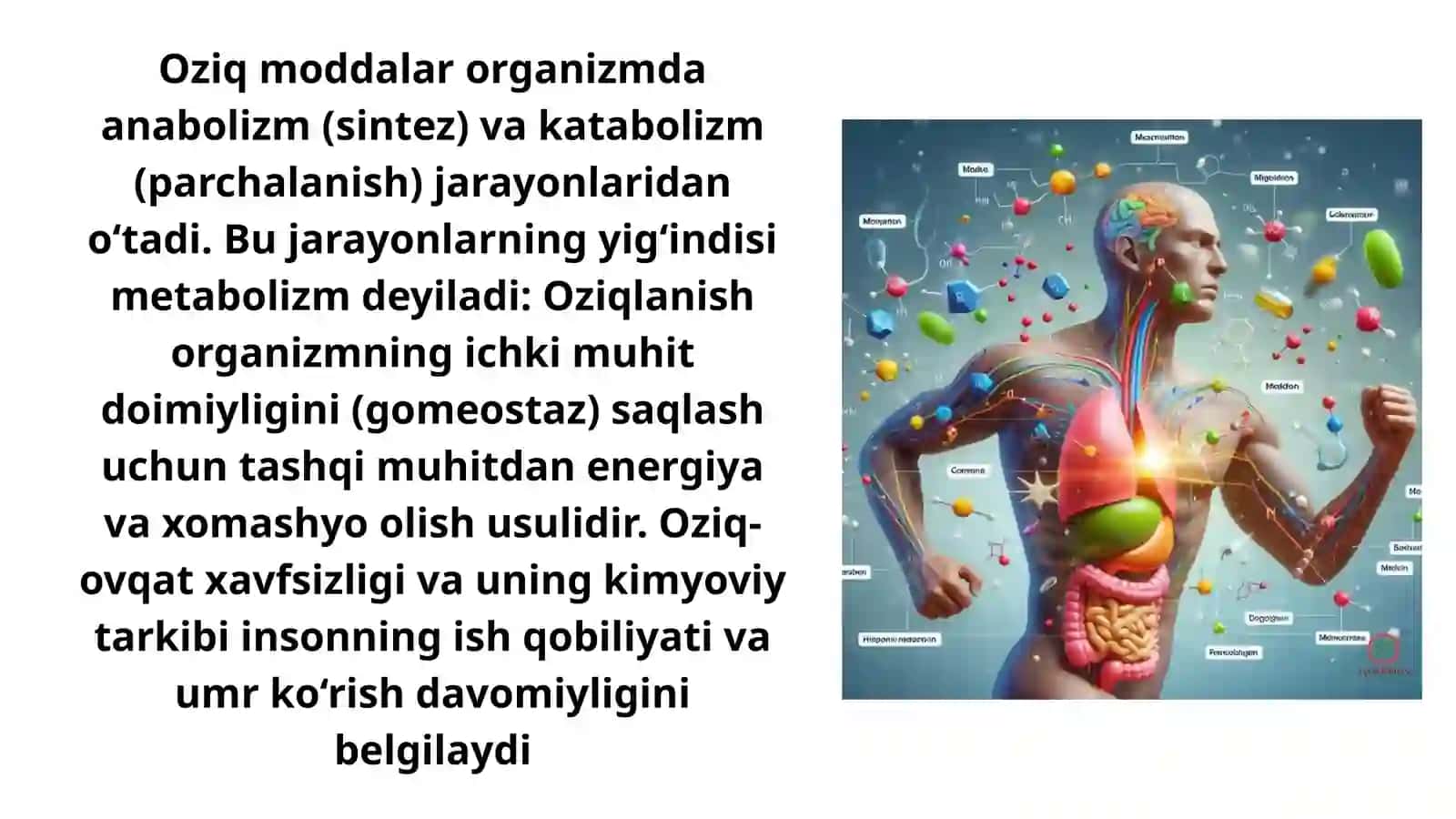 Asosiy oziqaviy moddalar oqsil, yogʻlar va uglevodlar 2