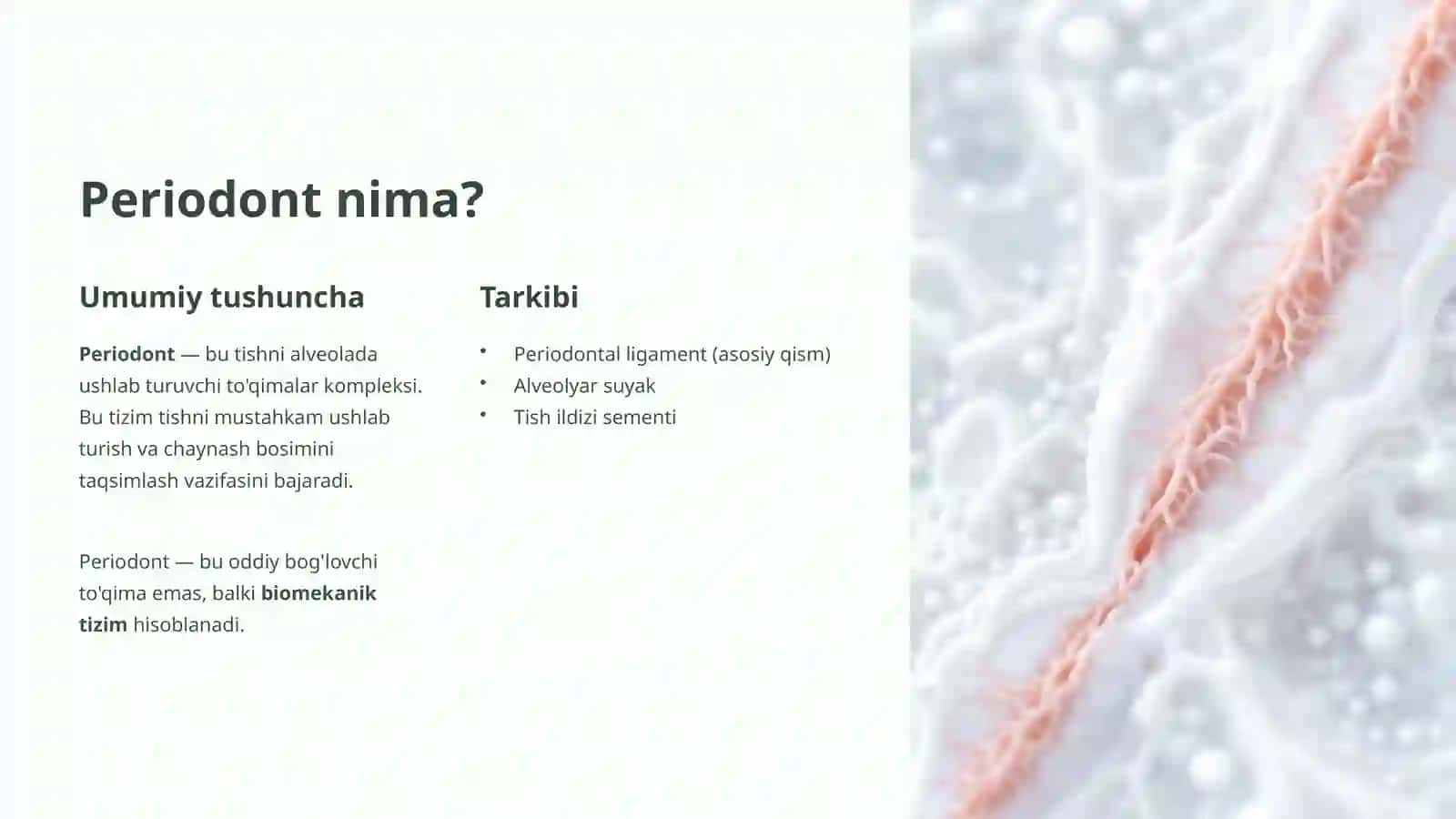 Periodont va parodont to'qimalari. Tish qatorlari barqarorligi 2
