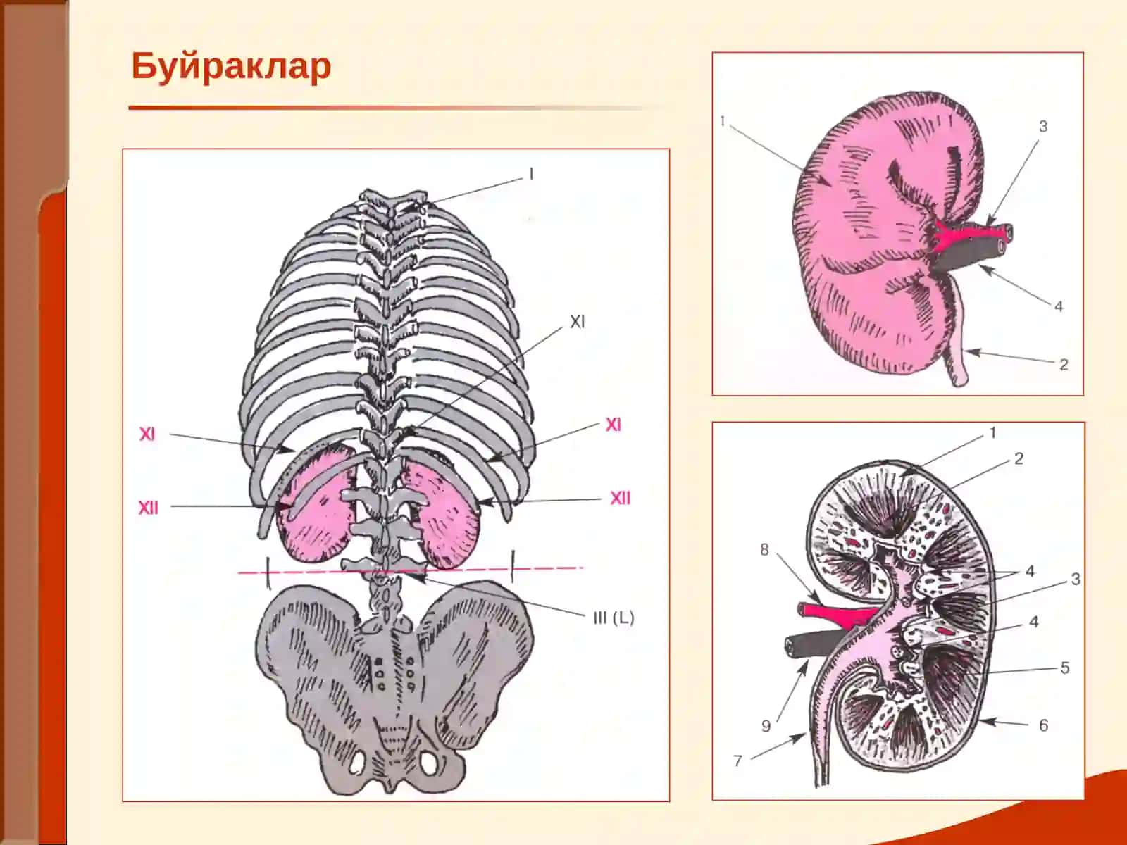 МАЪРУЗА № 13 - БУЙРАК КАСАЛЛИКЛАРИ БИЛАН КАСАЛЛАНГАН БЕМОРЛАРНИ ТЕКШИРИШ. АСОСИЙ КЛИНИК СИНДРОМЛАР. БУЙРАК ЕТИШМОВЧИЛИГИ 2