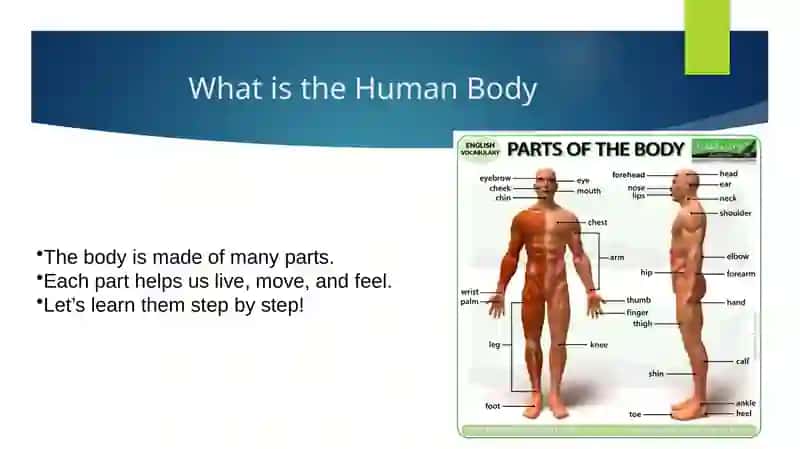 Parts of the Body 2