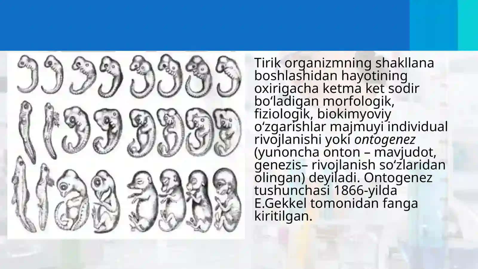 Ontogenez–tirikorganizmlarningindividualrivojlanishi 2