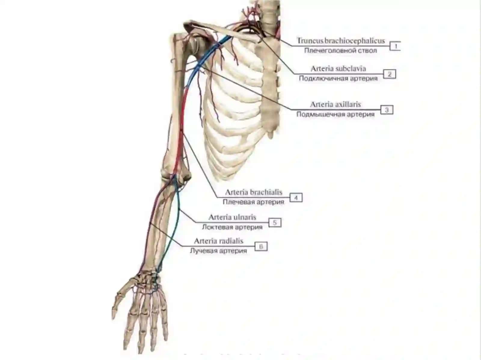 O`mrovosti arteriyasi,A.Axillaris Yelka,bilak,tirsak va qo`l panja arteriyalari 2