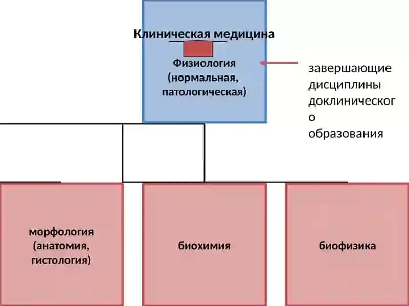 Введение в физиологию 2